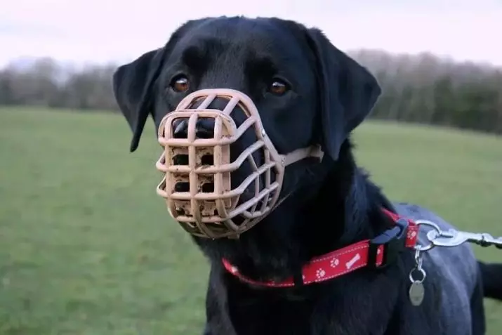 Latihan Anjing (68 Foto): Bagaimana Mengajar Puppies Ke Pasukan Di Rumah? Senarai Pasukan dan Peraturan Dresser untuk Pemula 23227_31