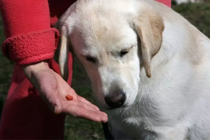 Кучешко тренировка (68 снимки): Как да преподаваме кученца към екипите у дома? Списък на екипите и правилата за скринина за начинаещи 23227_32
