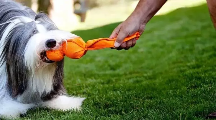 Hundetræning (68 billeder): Sådan lærer du hvalpe til hold derhjemme? Liste over hold og kommode regler for begyndere 23227_34