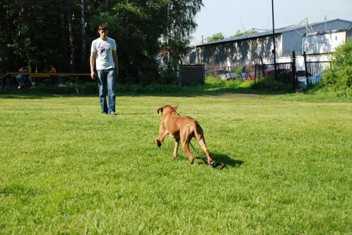 Кучешко тренировка (68 снимки): Как да преподаваме кученца към екипите у дома? Списък на екипите и правилата за скринина за начинаещи 23227_35