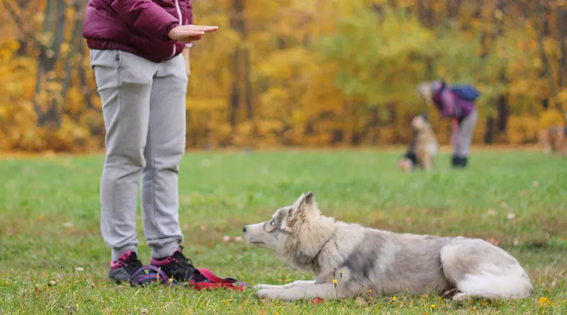 Hundetræning (68 billeder): Sådan lærer du hvalpe til hold derhjemme? Liste over hold og kommode regler for begyndere 23227_36