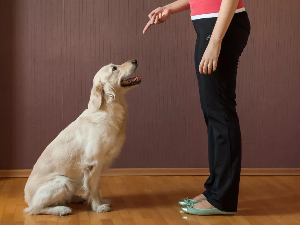 Pelatihan Anjing (68 foto): Cara Mengajar Anak Anjing kepada Tim di Rumah? Daftar tim dan aturan lemari untuk pemula 23227_37