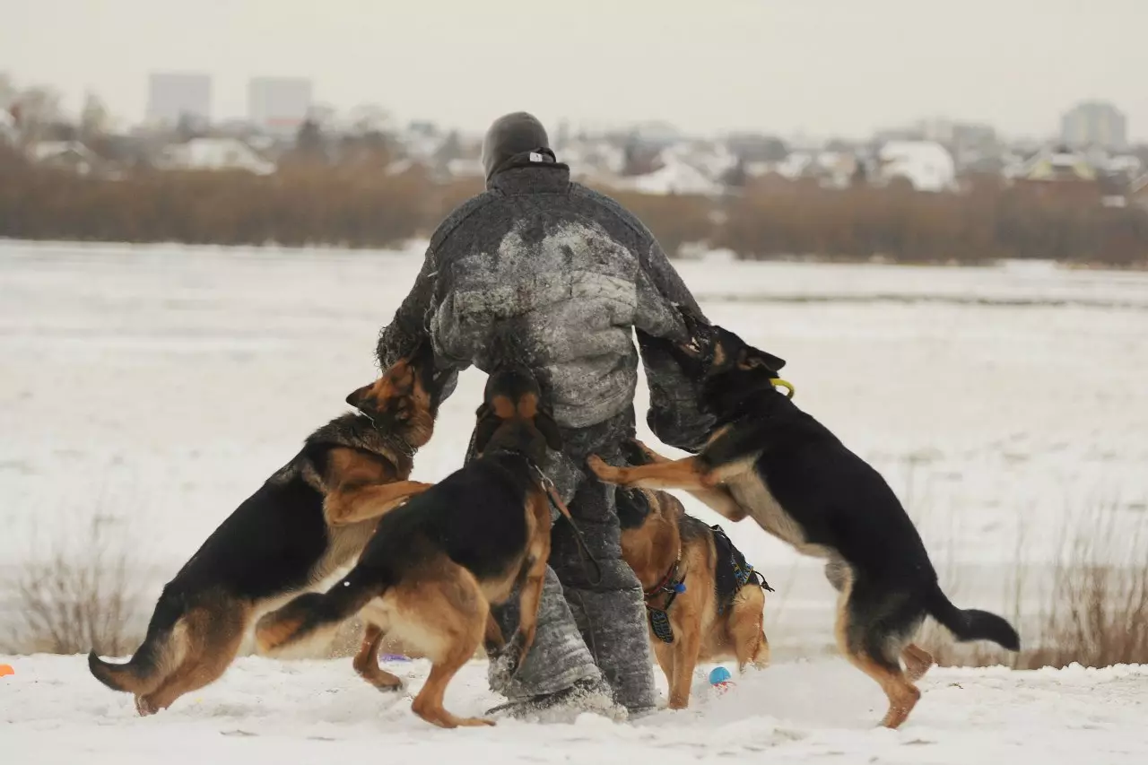 Кучешко тренировка (68 снимки): Как да преподаваме кученца към екипите у дома? Списък на екипите и правилата за скринина за начинаещи 23227_4