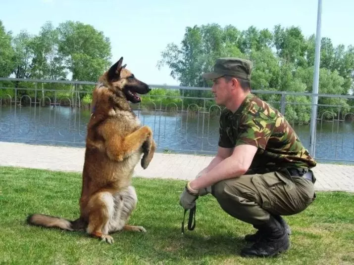 Kutya képzés (68 fotók): Hogyan taníthatunk kiskutyákat az otthoni csapatoknak? Listája csapatok és ruhák szabályok kezdőknek 23227_40