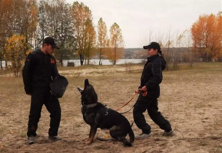 Latihan Anjing (68 Foto): Bagaimana Mengajar Puppies Ke Pasukan Di Rumah? Senarai Pasukan dan Peraturan Dresser untuk Pemula 23227_49