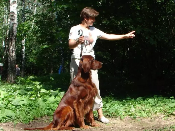 Pelatihan Anjing (68 foto): Cara Mengajar Anak Anjing kepada Tim di Rumah? Daftar tim dan aturan lemari untuk pemula 23227_52