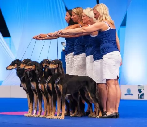 Hundetræning (68 billeder): Sådan lærer du hvalpe til hold derhjemme? Liste over hold og kommode regler for begyndere 23227_56