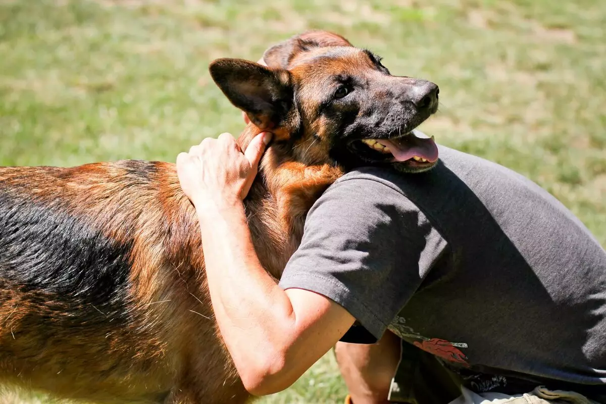 Hundutbildning (68 bilder): Hur man lär valpar till lag hemma? Lista över lag och byrå regler för nybörjare 23227_57