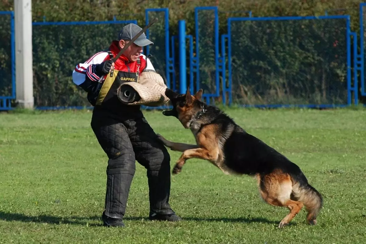 ڈاگ ٹریننگ (68 تصاویر): گھر میں ٹیموں کو کتے کو کس طرح سکھانے کے لئے؟ beginners کے لئے ٹیموں اور ڈریسر کے قوانین کی فہرست 23227_58