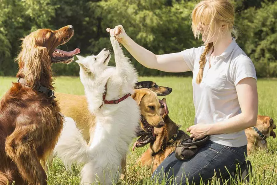Latihan Anjing (68 Foto): Bagaimana Mengajar Puppies Ke Pasukan Di Rumah? Senarai Pasukan dan Peraturan Dresser untuk Pemula 23227_6