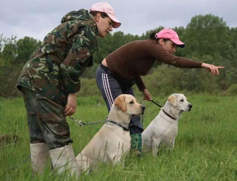 Dog training (68 фото): Ничек укыла өйдә командалары puppies өйрәтә? for beginners командалары һәм бакчачыга кагыйдәләрен исемлегенә 23227_61