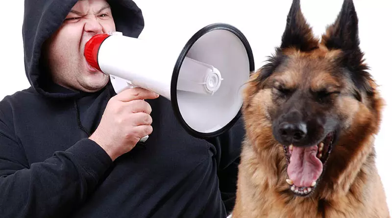 آموزش سگ (68 عکس): نحوه تدریس توله سگ ها به تیم ها در خانه؟ فهرست تیم ها و قوانین لباس برای مبتدیان 23227_63