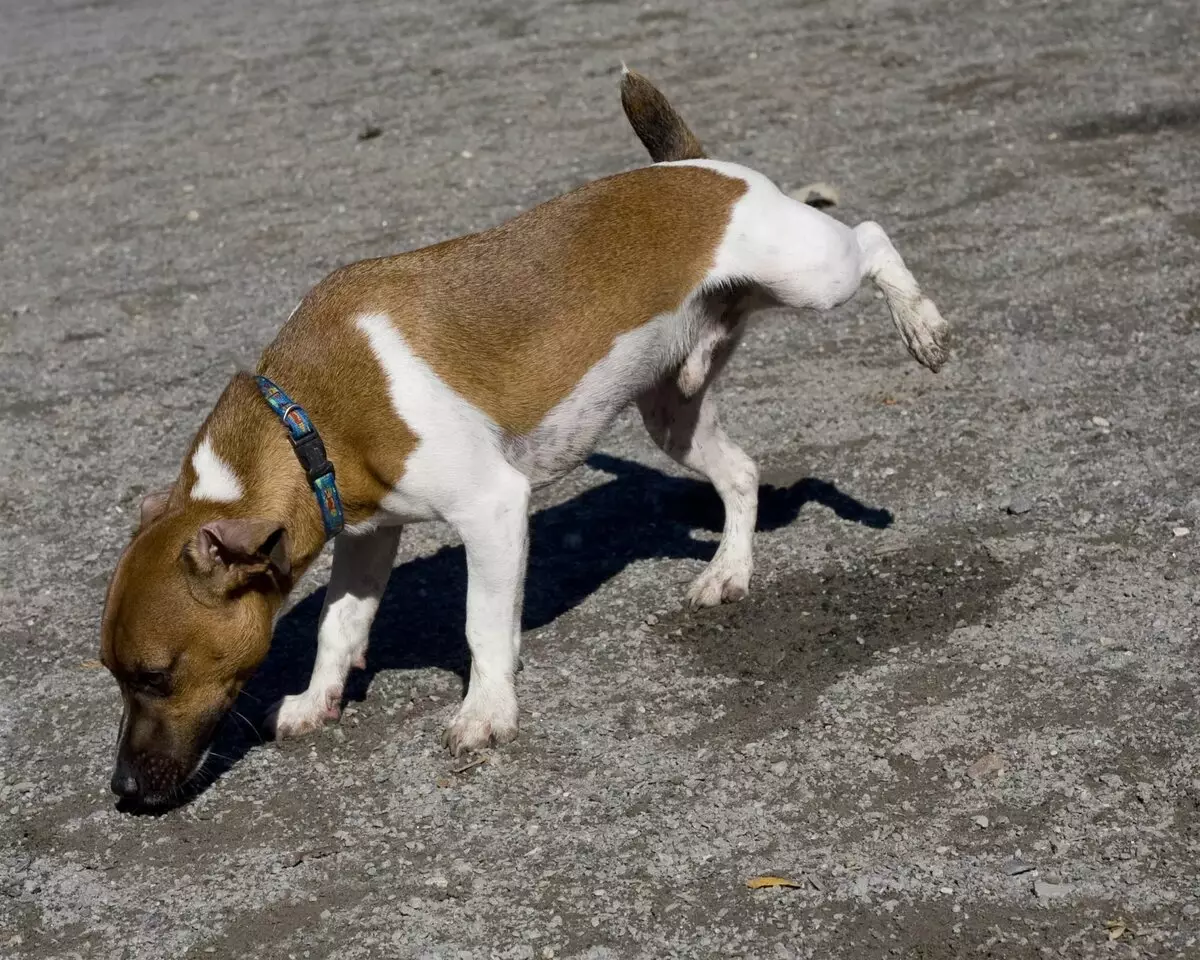 Dog training (68 фото): Ничек укыла өйдә командалары puppies өйрәтә? for beginners командалары һәм бакчачыга кагыйдәләрен исемлегенә 23227_65