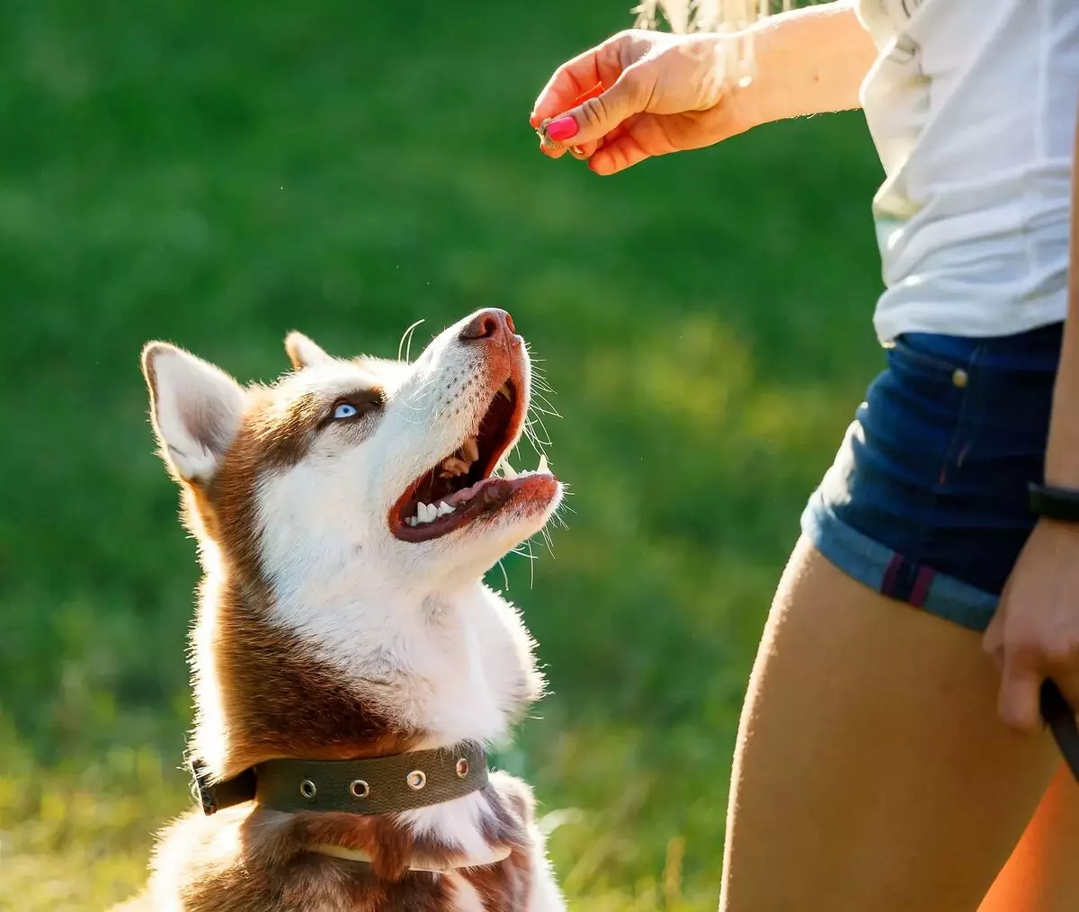 Hundetræning (68 billeder): Sådan lærer du hvalpe til hold derhjemme? Liste over hold og kommode regler for begyndere 23227_67