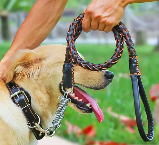 Anjing itu menarik tali: bagaimana cara menyapih anak anjing, tarik tali berjalan-jalan? Bagaimana jika dia menggerogoti tali? 23237_12