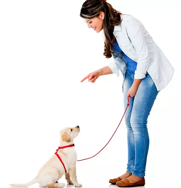 Anjing itu menarik tali: bagaimana cara menyapih anak anjing, tarik tali berjalan-jalan? Bagaimana jika dia menggerogoti tali? 23237_18