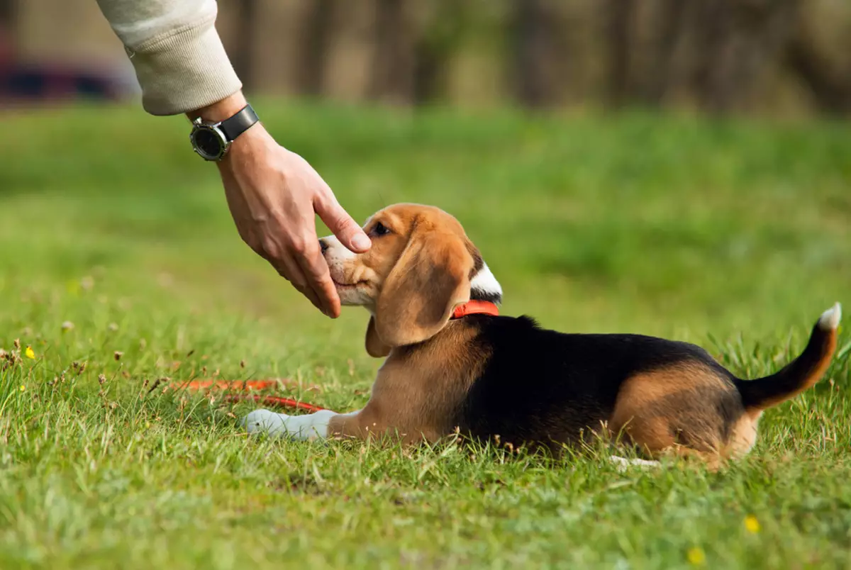The dog pulls a leash: how to wean a puppy pull a leash on a walk? What if he gnawing a leash? 23237_8