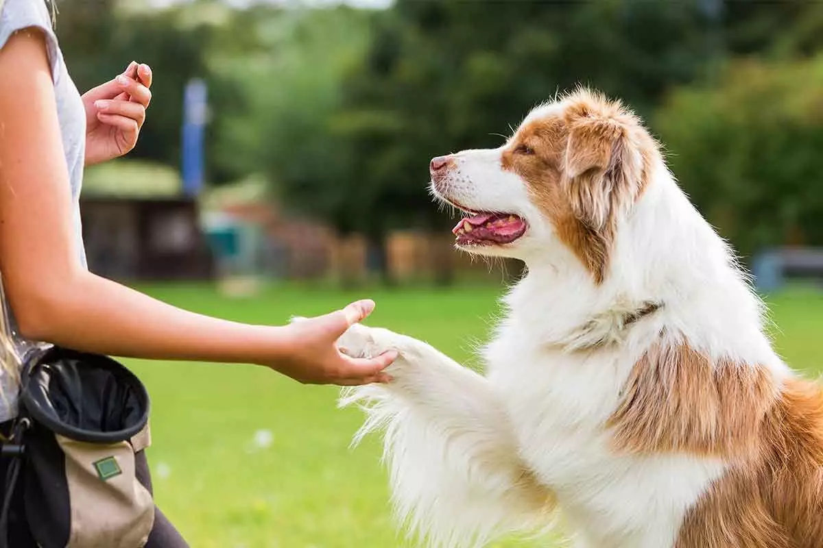 Bi o ṣe le kọ aja kan lati fun owo owo kan? 20 Awọn fọto Bawo ni lati kọ si ẹgbẹ naa 