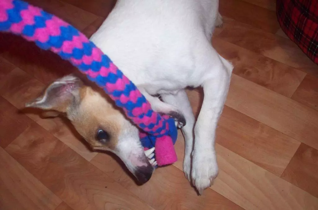 Speelgoed voor honden Doe het zelf (29 foto's): Hoe educatief speelgoed voor een puppy thuis te maken? Zelfgemaakte intelligente speelgoed van touw 23245_2