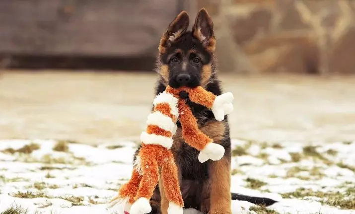 Играчки за кучиња го прават тоа сами (29 фотографии): Како да направите едукативни играчки за кученце дома? Домашна интелигентни играчки од јаже 23245_6