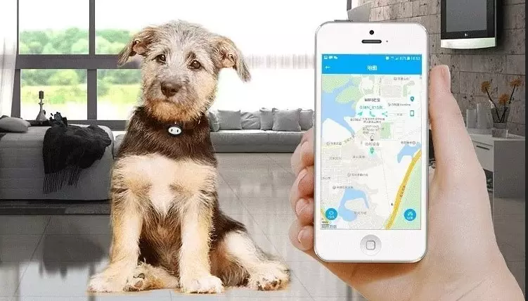 GPS Tracker עבור כלב: "חכם" צווארונים עם נווט לציד כלבים. דירוג היצרנים הטובים ביותר
