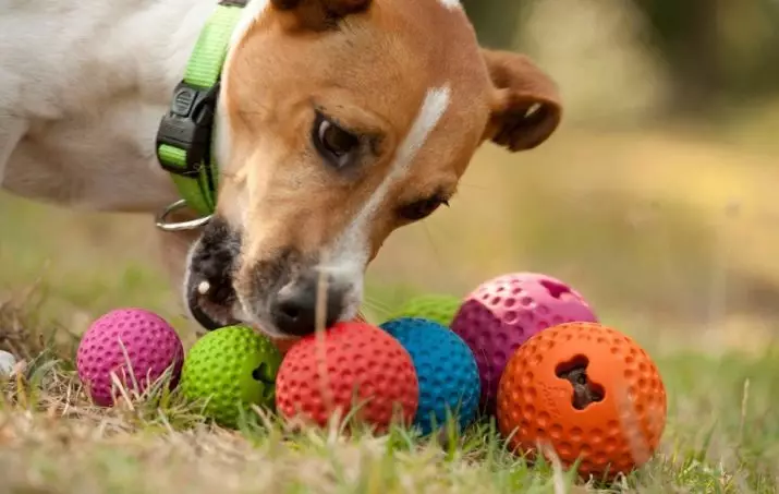 Aksesorë për qentë: për trajnim dhe specie të tjera. Si të zgjidhni pajisje për puppies të vogla, të mesme dhe të mëdha racave? 23247_15
