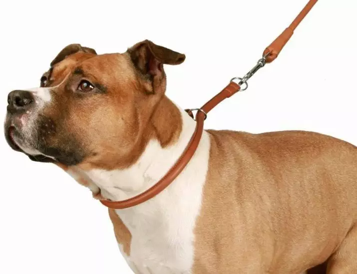 Kerah untuk anjing breed besar: kulit, nilon dan jenis lainnya, rekomendasi untuk memilih 23248_11