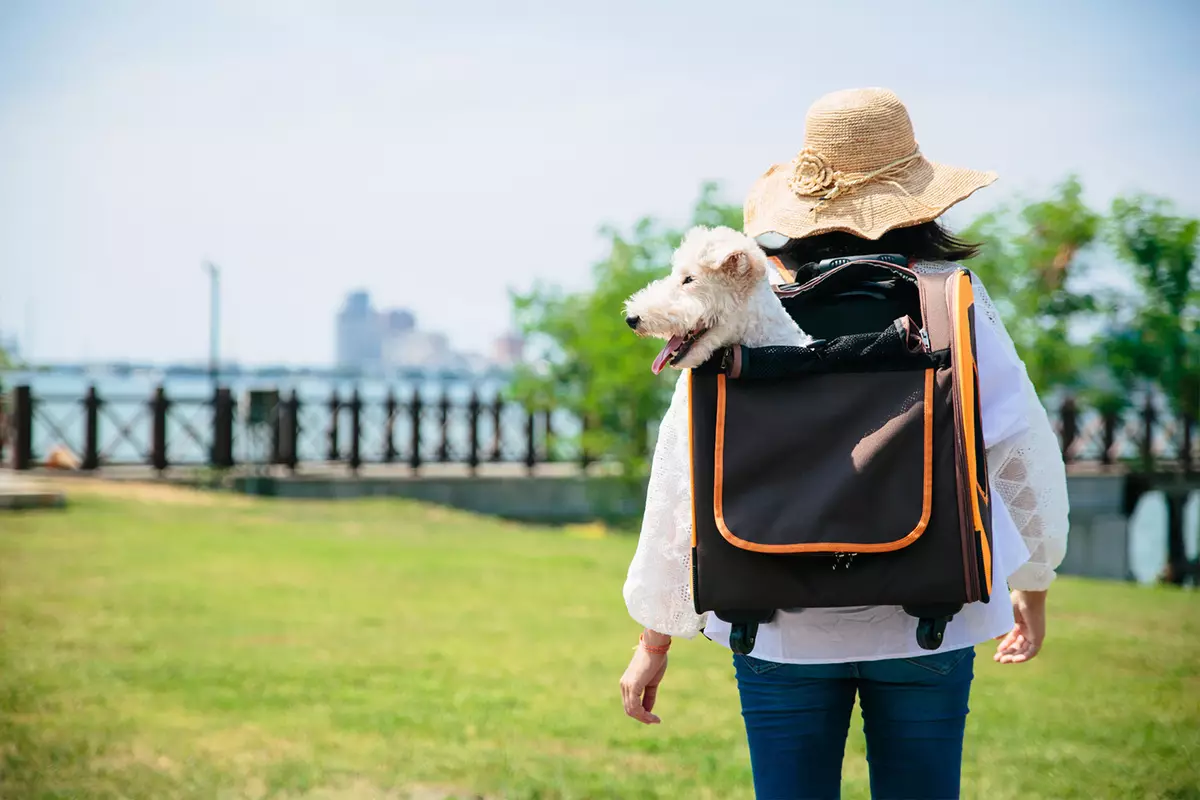 小さな岩の犬のためのバッグ運搬：カンガルー、バックパック、スリング、そして小さな犬のためのその他の種類のバッグ、選択のための推奨事項 23251_12