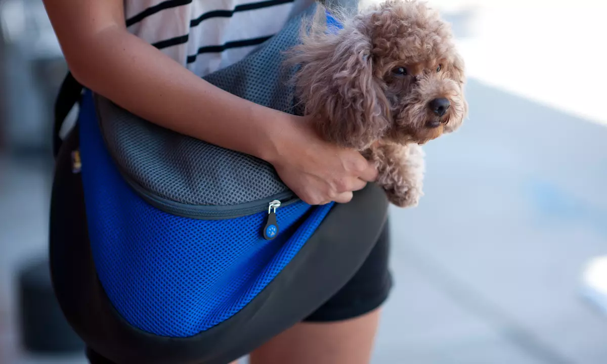 小さな岩の犬のためのバッグ運搬：カンガルー、バックパック、スリング、そして小さな犬のためのその他の種類のバッグ、選択のための推奨事項 23251_14