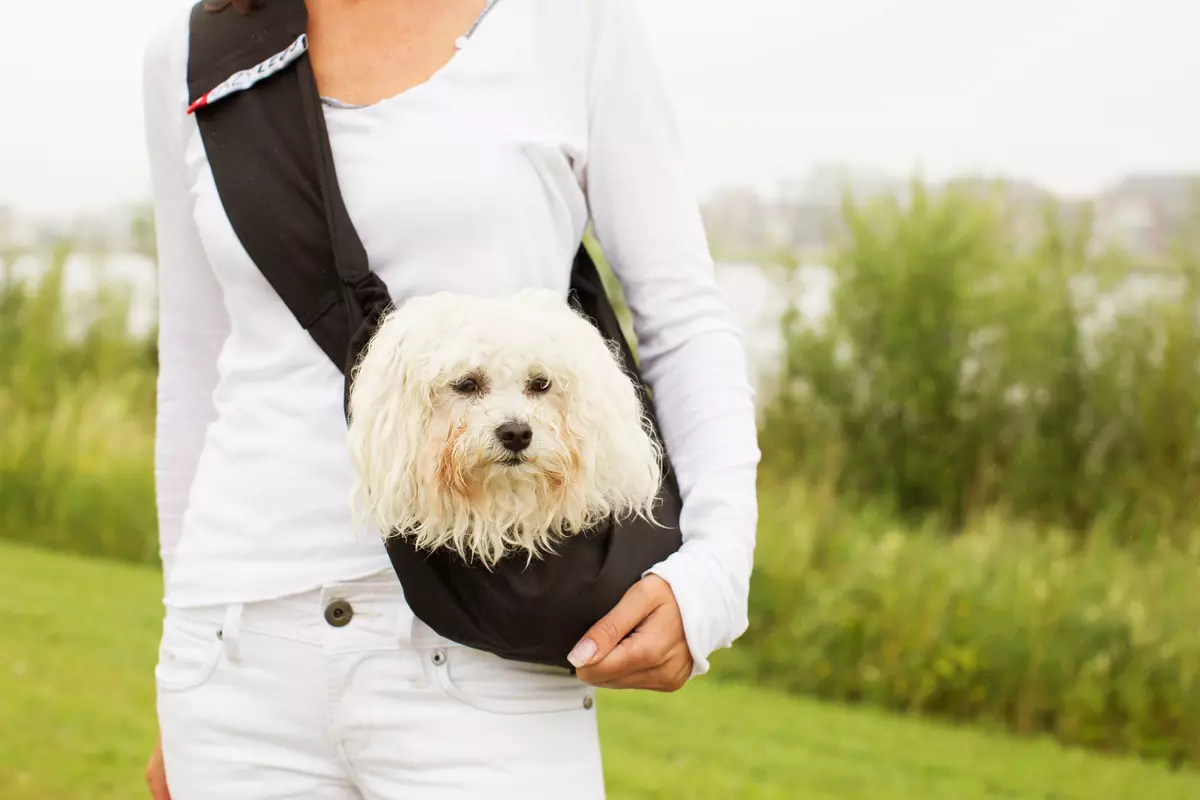 小さな岩の犬のためのバッグ運搬：カンガルー、バックパック、スリング、そして小さな犬のためのその他の種類のバッグ、選択のための推奨事項 23251_16