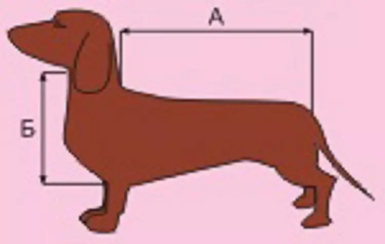 Zak-uitvoering voor honden van kleine rotsen: kangoeroe, rugzak, sling en andere soorten tassen voor kleine honden, aanbevelingen voor het kiezen 23251_25