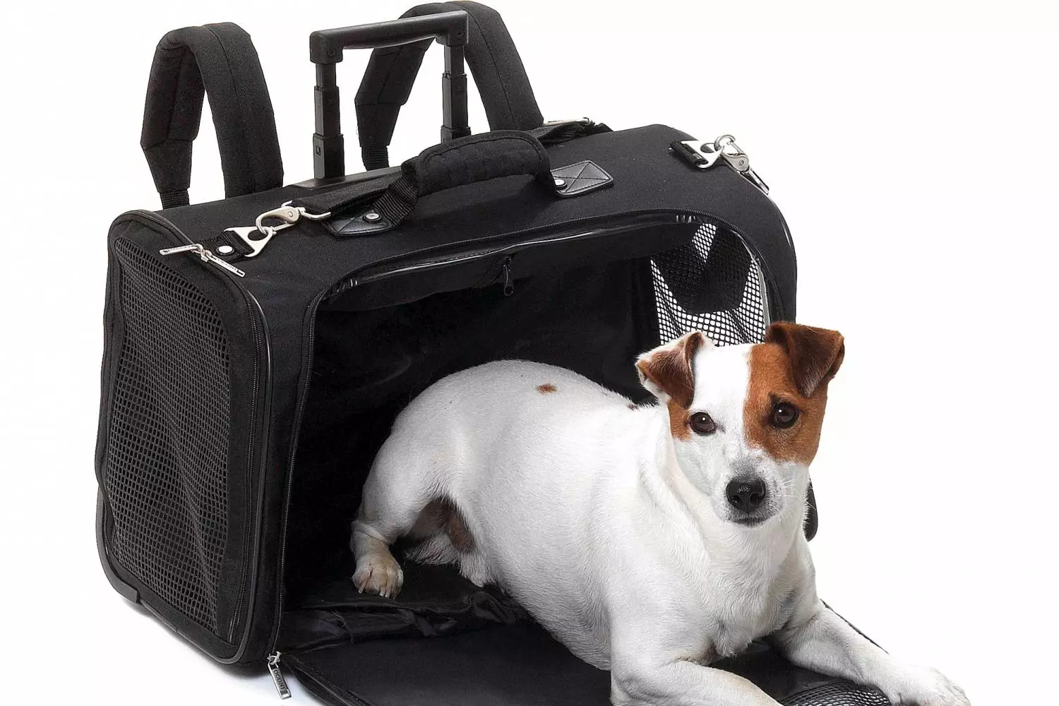 小さな岩の犬のためのバッグ運搬：カンガルー、バックパック、スリング、そして小さな犬のためのその他の種類のバッグ、選択のための推奨事項 23251_3