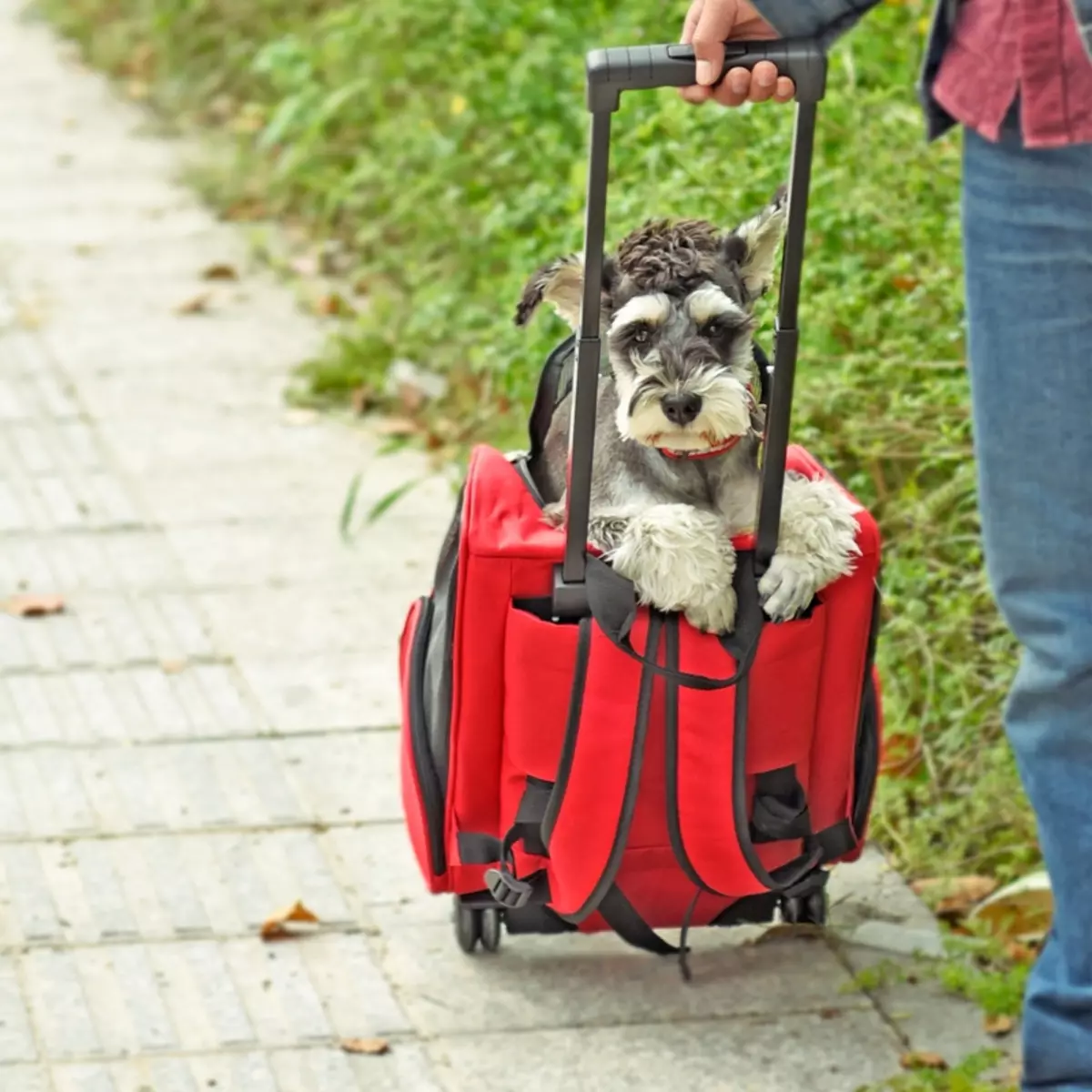 Noseći rubovi za pse (27 fotografija): priveze za pse malih i srednjih pasmina. Kako odabrati ruksak na leđima za prijevoz? 23252_18