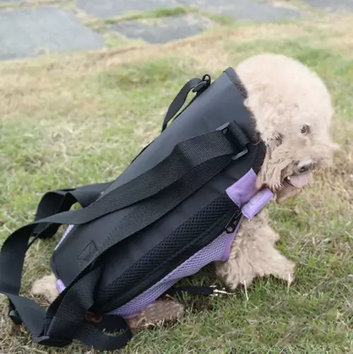 Noseći rubovi za pse (27 fotografija): priveze za pse malih i srednjih pasmina. Kako odabrati ruksak na leđima za prijevoz? 23252_24