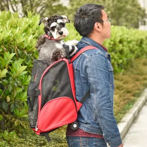Bantuan-ransel untuk anjing (27 foto): Slings untuk anjing baka kecil dan sederhana. Bagaimana untuk memilih ransel di bahagian belakang untuk pengangkutan? 23252_26
