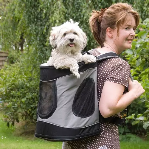 Noseći rubovi za pse (27 fotografija): priveze za pse malih i srednjih pasmina. Kako odabrati ruksak na leđima za prijevoz? 23252_3