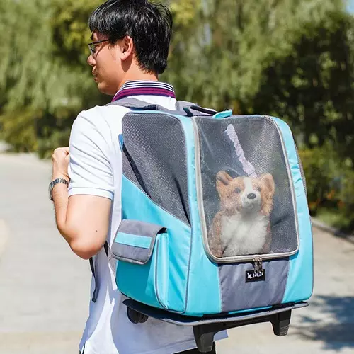 Noseći rubovi za pse (27 fotografija): priveze za pse malih i srednjih pasmina. Kako odabrati ruksak na leđima za prijevoz? 23252_8