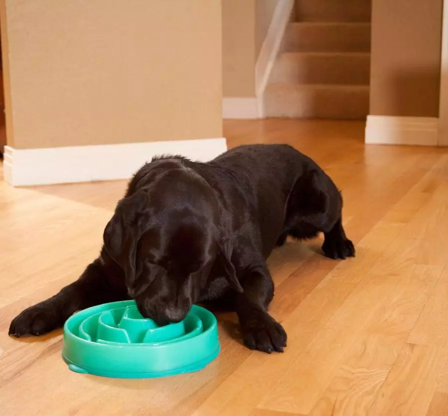 Bowls vir honde (34 foto's): Hoe om interaktiewe voeders en bakkies-onpoles, vou en dubbel-, keramiek- en metaalbakke vir groot honde en hondjies te kies? 23253_13