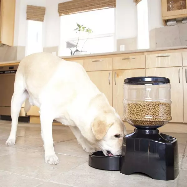 Bowls vir honde (34 foto's): Hoe om interaktiewe voeders en bakkies-onpoles, vou en dubbel-, keramiek- en metaalbakke vir groot honde en hondjies te kies? 23253_15