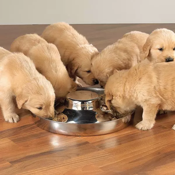 Bowls vir honde (34 foto's): Hoe om interaktiewe voeders en bakkies-onpoles, vou en dubbel-, keramiek- en metaalbakke vir groot honde en hondjies te kies? 23253_16