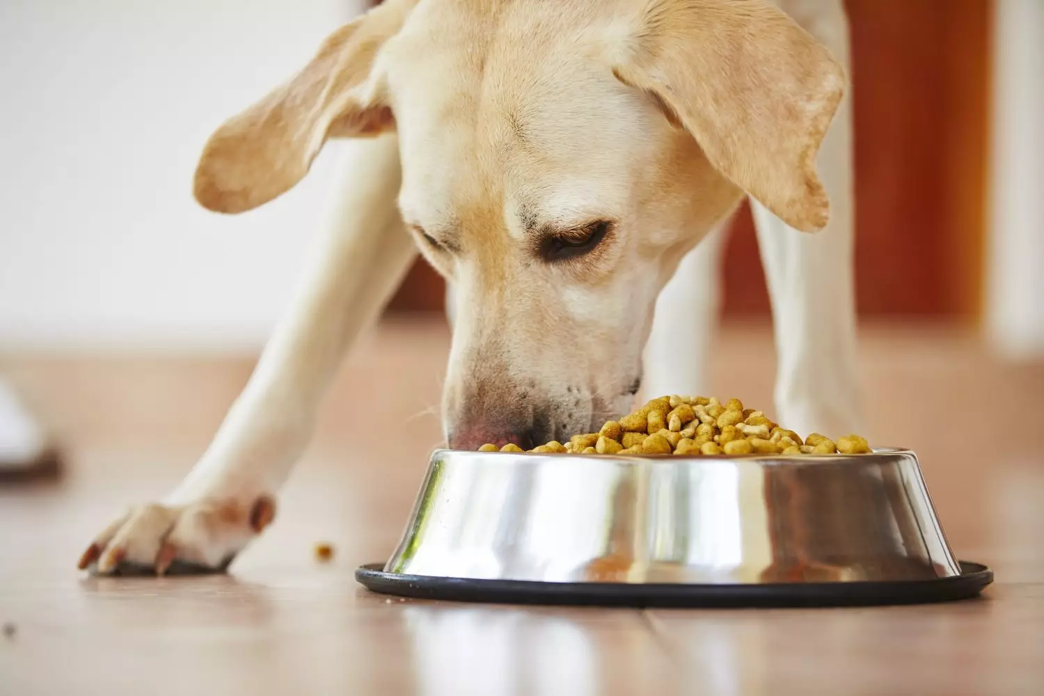 Bowls vir honde (34 foto's): Hoe om interaktiewe voeders en bakkies-onpoles, vou en dubbel-, keramiek- en metaalbakke vir groot honde en hondjies te kies? 23253_20