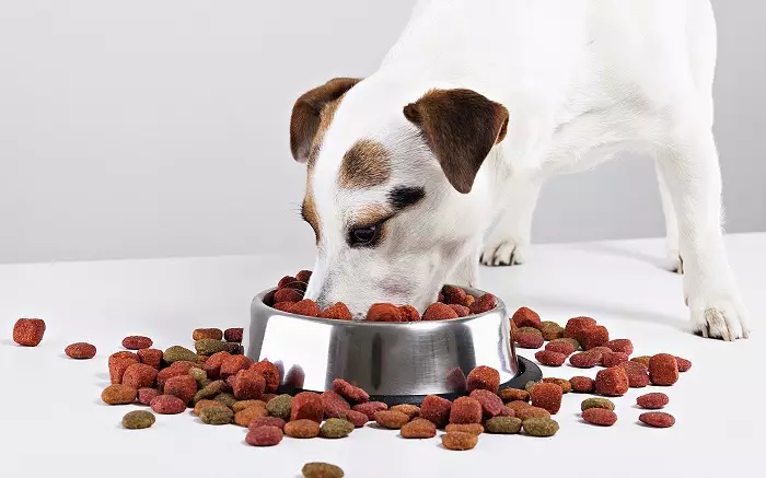 Чаши за кучиња (34 фотографии): Како да изберете интерактивни колибри и садови-неполози, преклопни и двокреветни, керамички и метални чинии за големи кучиња и кученца? 23253_22