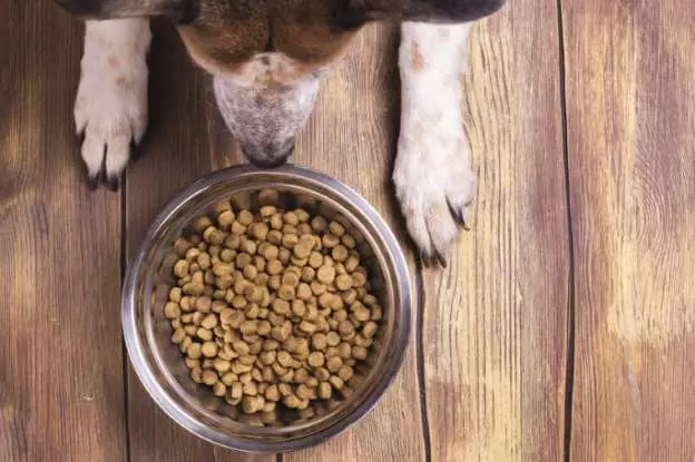 Ciotole per cani (34 foto): Come scegliere Alimentatori interattivi e ciotole-Unpooles, pieghevole e doppia, ciotole in ceramica e metallo per cani e cuccioli di grandi dimensioni? 23253_25