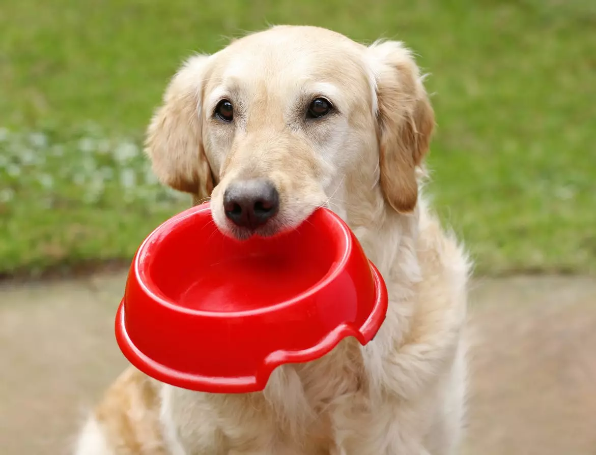 Posude za pse (34 fotografije): Kako odabrati interaktivne hranilice i zdjele - nerezi, sklopive i dvostruke, keramičke i metalne zdjele za velike pse i štenad? 23253_26
