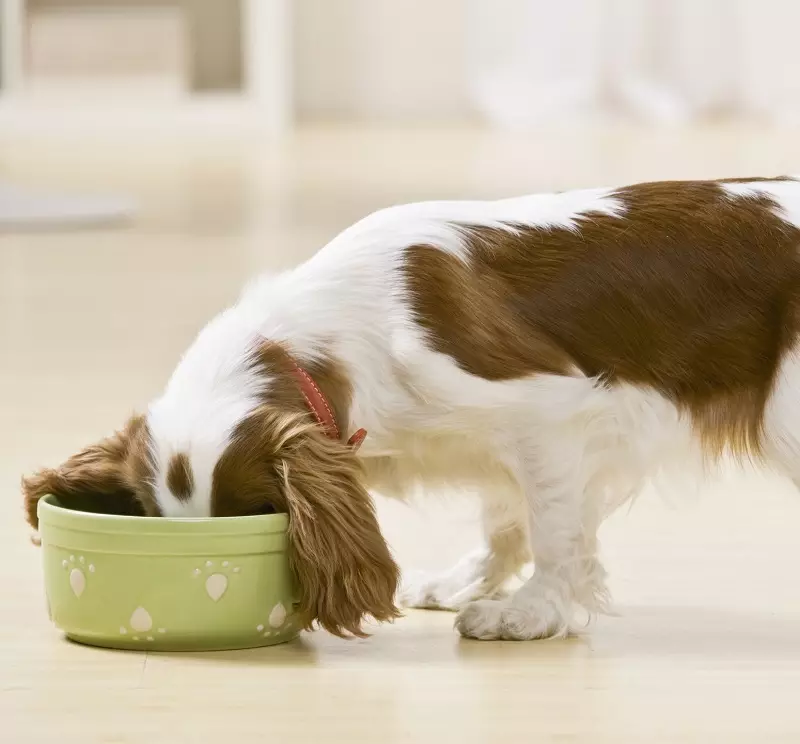 Чаши за кучиња (34 фотографии): Како да изберете интерактивни колибри и садови-неполози, преклопни и двокреветни, керамички и метални чинии за големи кучиња и кученца? 23253_3