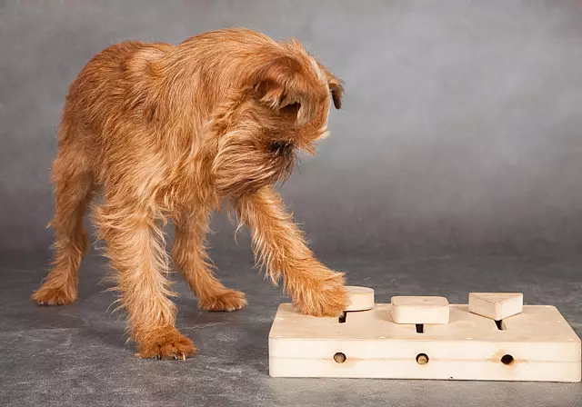 Interaktive leker for hunder: Utvikle puslespill og 