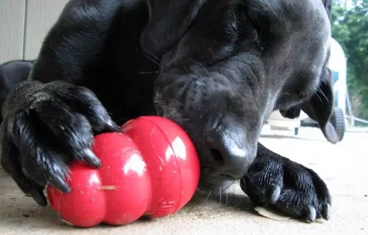 Interactive toys for dogs: Developing puzzles and 