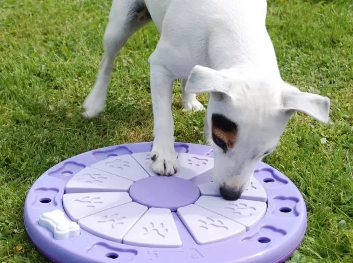 Titik interaktif pikeun anjing: Ngembangkeun teka-teki sareng 