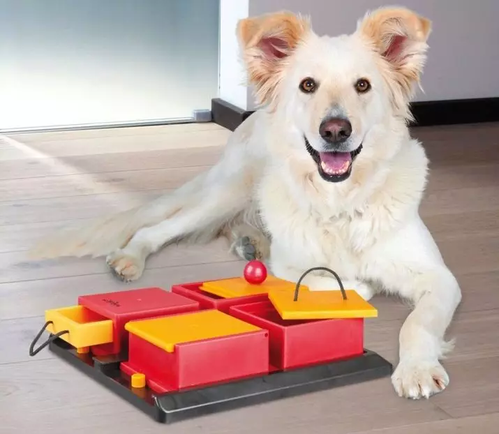Interactive toys for dogs: Developing puzzles and 