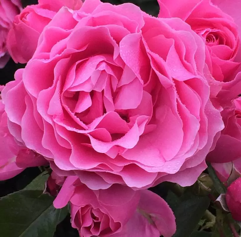 Iziqholo nge-rose aroma (iifoto ezingama-36): I-Pink Speef kunye namanzi aseTyala kunye nephunga le-roses, iziqholo zabasetyhini kunye namadoda, inkcazo entle 23346_5